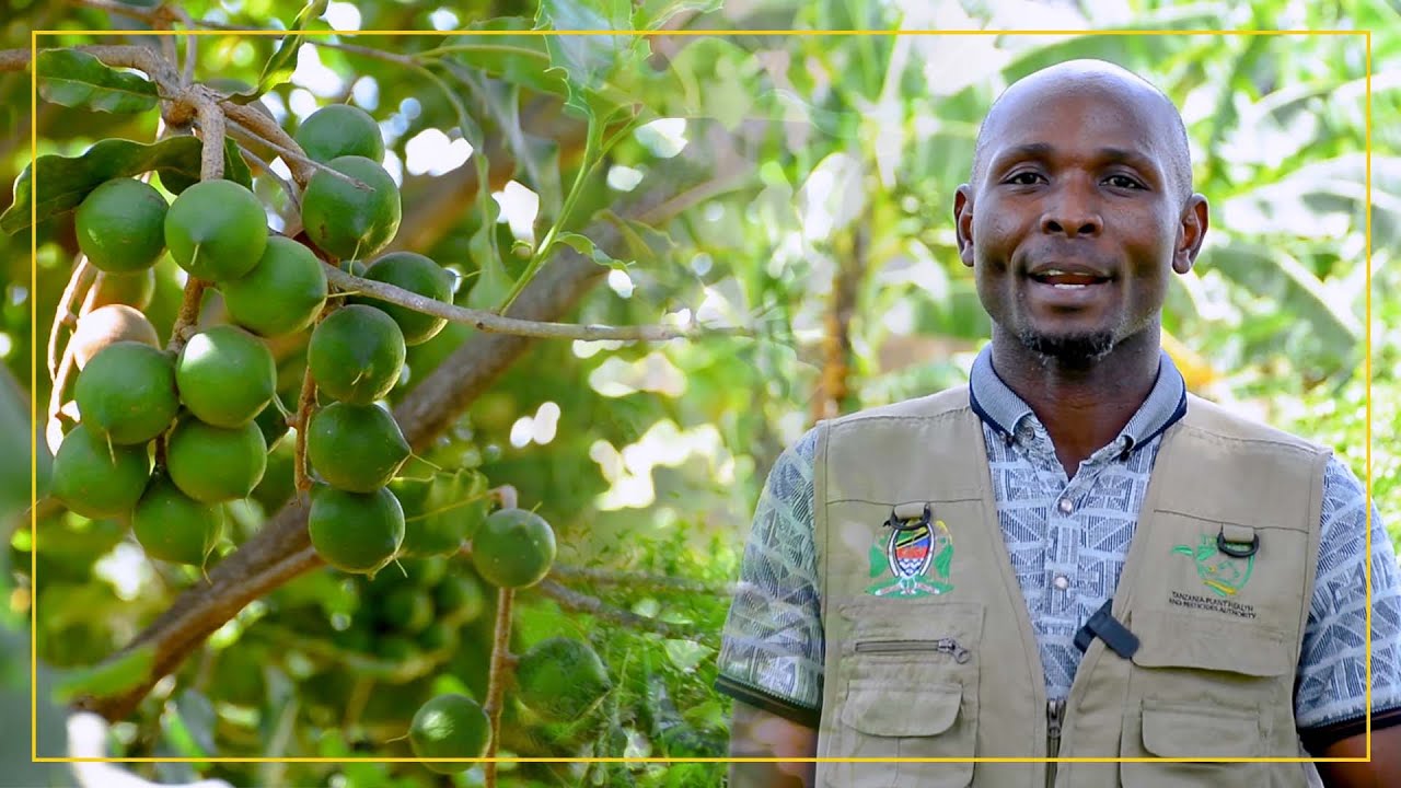 Wataalamu wajigawa Nchi Nzima Kutafuta Wazalishaji wa Macadamia na Kukusanya Taarifa za Visumbufu