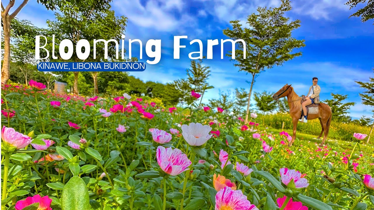 Kinawe Blooming Farm in Brgy. Kinawe, Libona Bukidnon