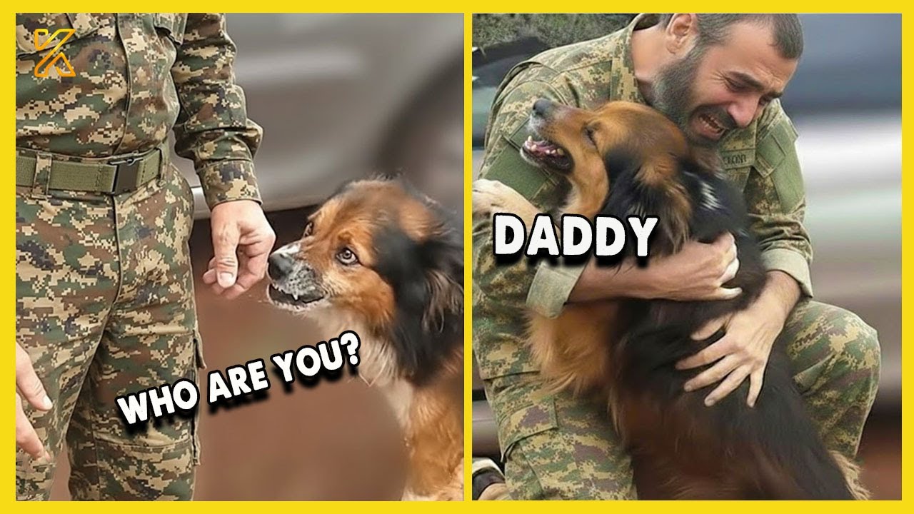 🐶 Most Heartwarming Dog Reunion with Their Owners 💖 That Will Melt Your Heart 🐾