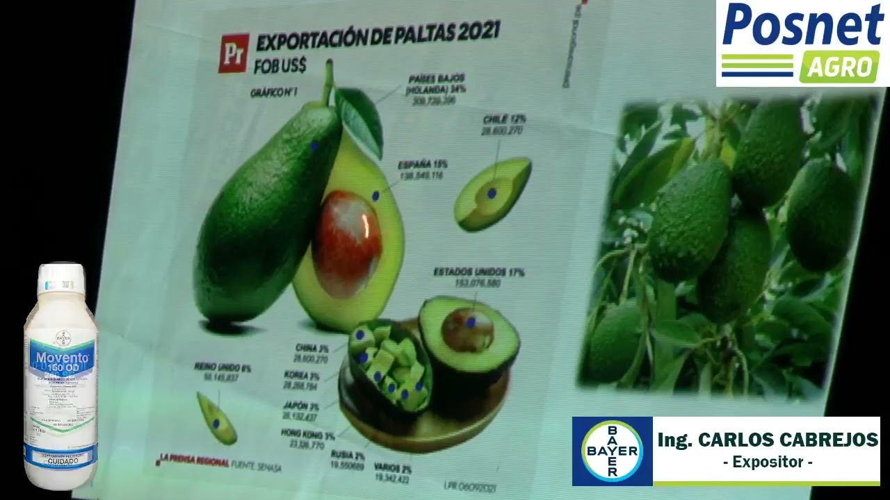 Manejo de plagas y enfermedades en palto