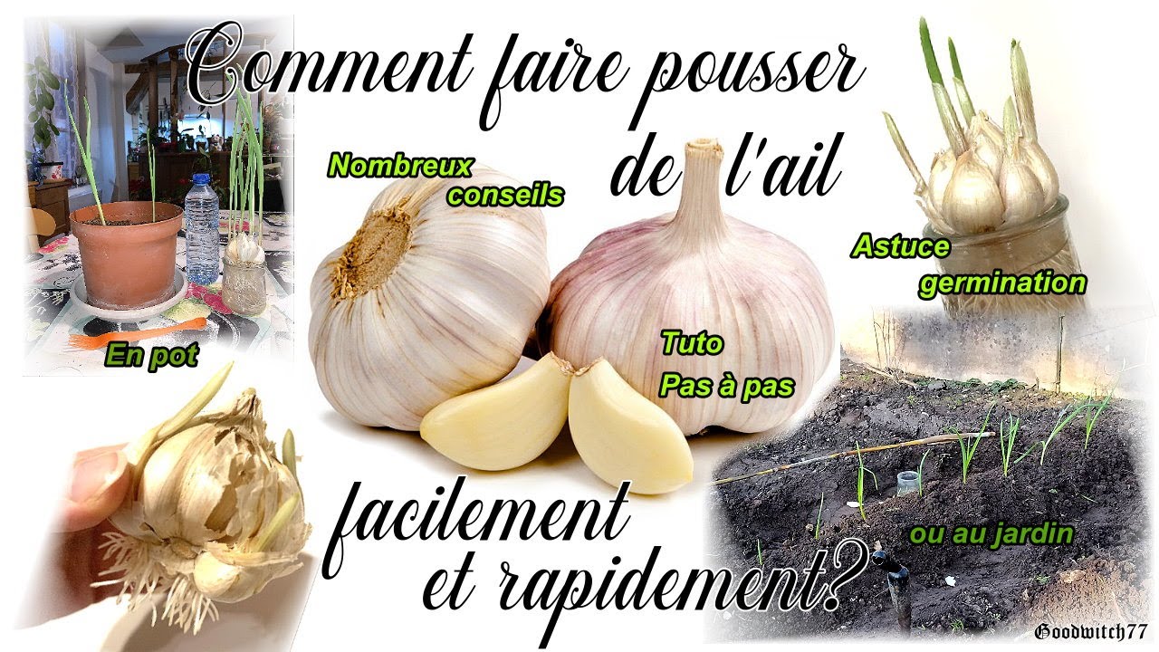 Comment planter et faire pousser de l'ail rapidement? En pot ou au potager. Growing garlic: tricks