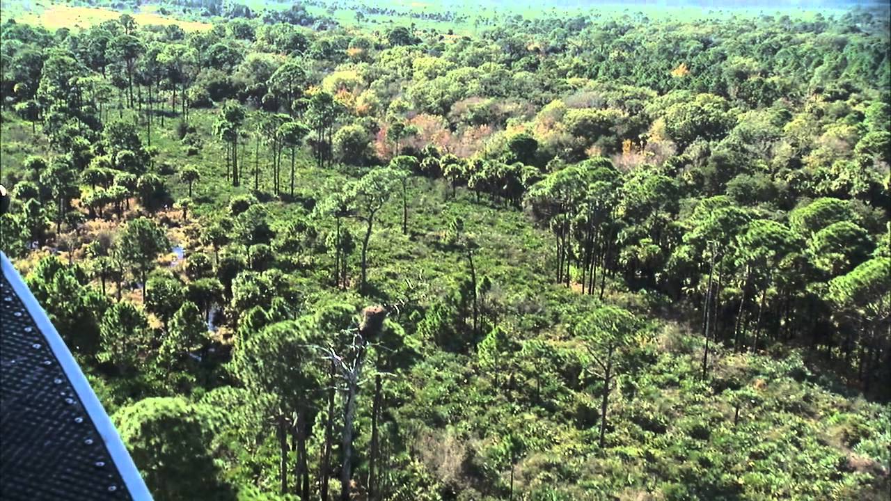 Airborne Eagle Surveys Help Protect Wildlife