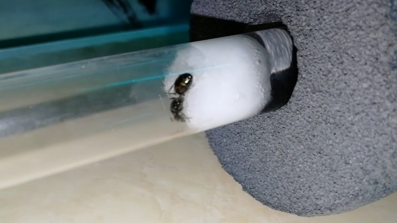 Meine erste Königin gefangen :P ( und Paratrechnia Longicornis kommen auf das Wetter nicht klar )