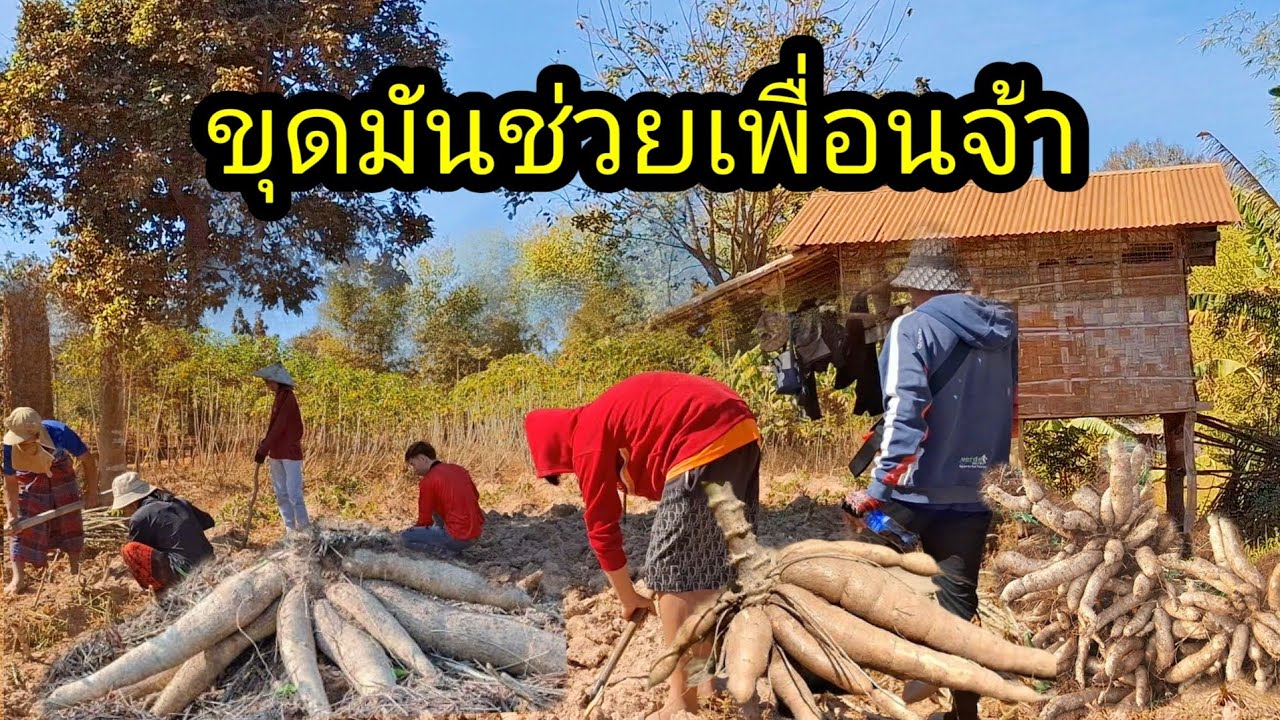 ep: 1243 ร่วมด้วยช่วยกัน เพื่อนช่วยเพื่อนก็ไม่ผิดอะไรเนาะ คนไม่ชอบเลื่อนผ่านได้🥰