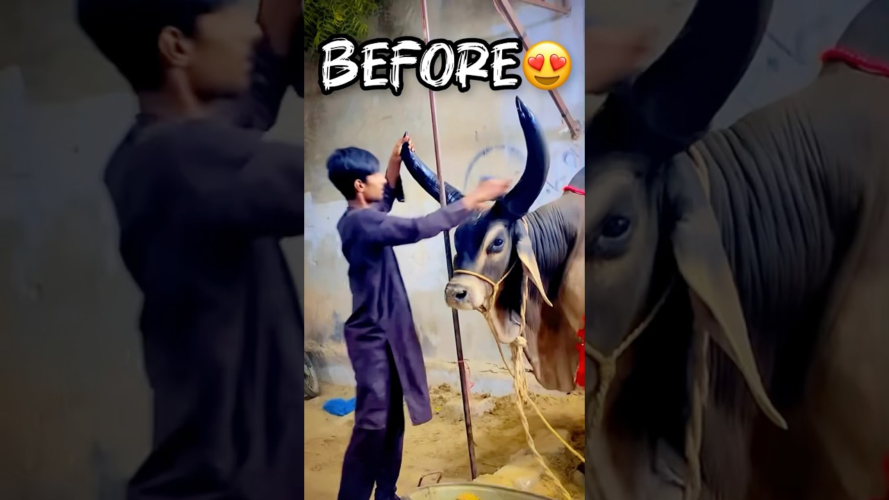 BEFORE & AFTER 😭😭 || #youtubeshorts #cow #cattleworld #bull #bullfarm #sadvideostatus