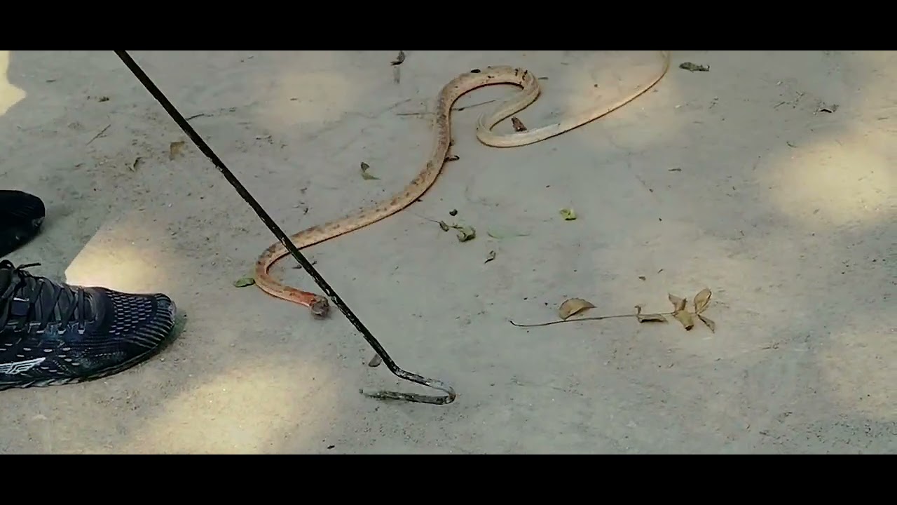 😲.#आएेरा खेड़ा गांव से कॉर्न स्नेक🐍. chaki master saap ka rescue kiya ..# 