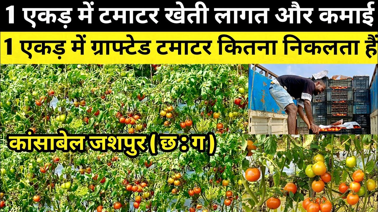 1 एकड़ में टमाटर की खेती 🍅 कितनी लागत और कितनी कमाई || 1 एकड़ में टमाटर कितना निकलता हैं 