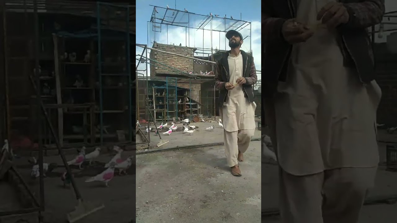 Highflyers Breaders Highflyer's Pigeons Highflyer's Kabootar  Dr. Kabootar Baaz  is live!