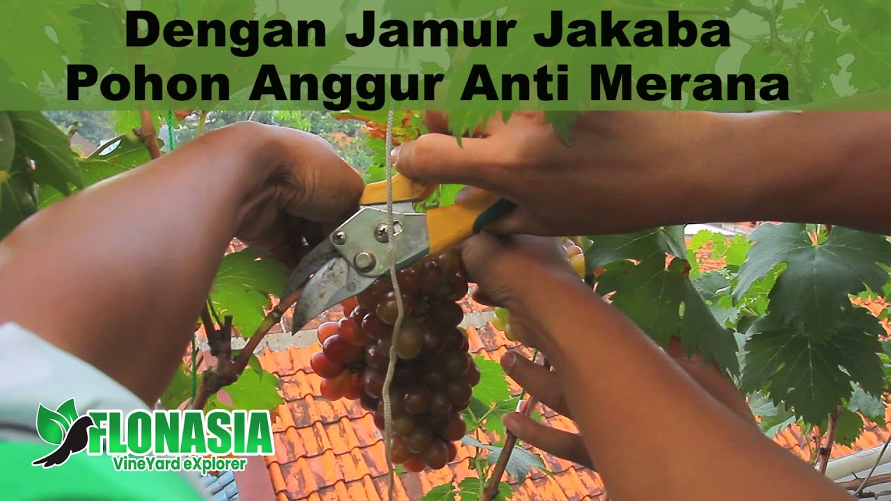 Rutinkan Jakaba, Pohon Anggur Sehat Sejahtera