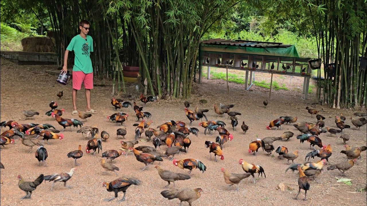 เลี้ยงไก่สายป่า...ราคาอย่างดี เลี้ยงง่ายขายดี (ปล่อยเลี้ยงตามป่าแบบธรรมชาติล้วนๆ)