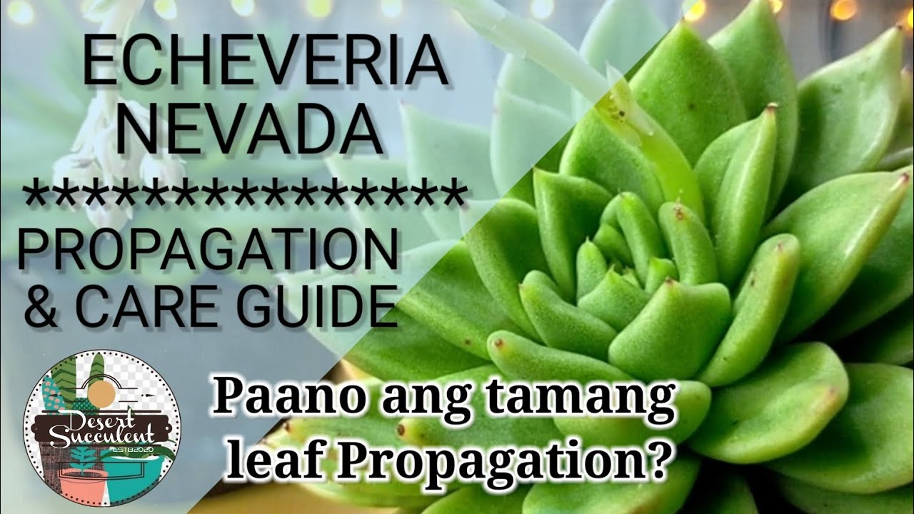 43/100 Echeveria Agavoides Nevada Succulent Care Guide | Paano ang tamang leaf propagation?