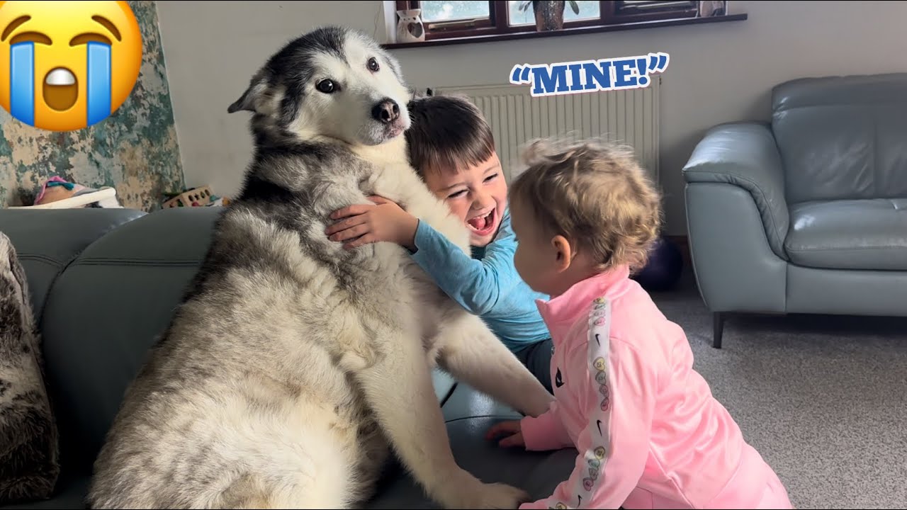 Hilarious Kids Arguing “MINE” For My Huskies Love!😭. [CUTEST VIDEO EVER!!]
