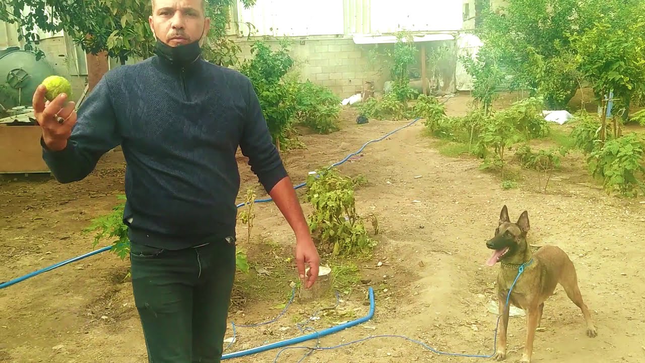 كيف تعليم الكلب على جلب الكرة او اي شئ اخر||المدرب ابوالبراء