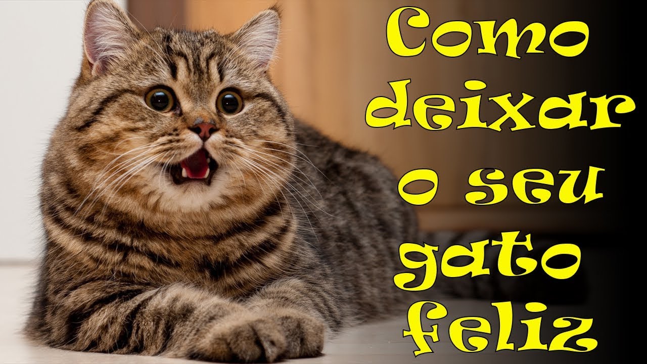 8 dicas pra deixar o seu gato feliz. #136