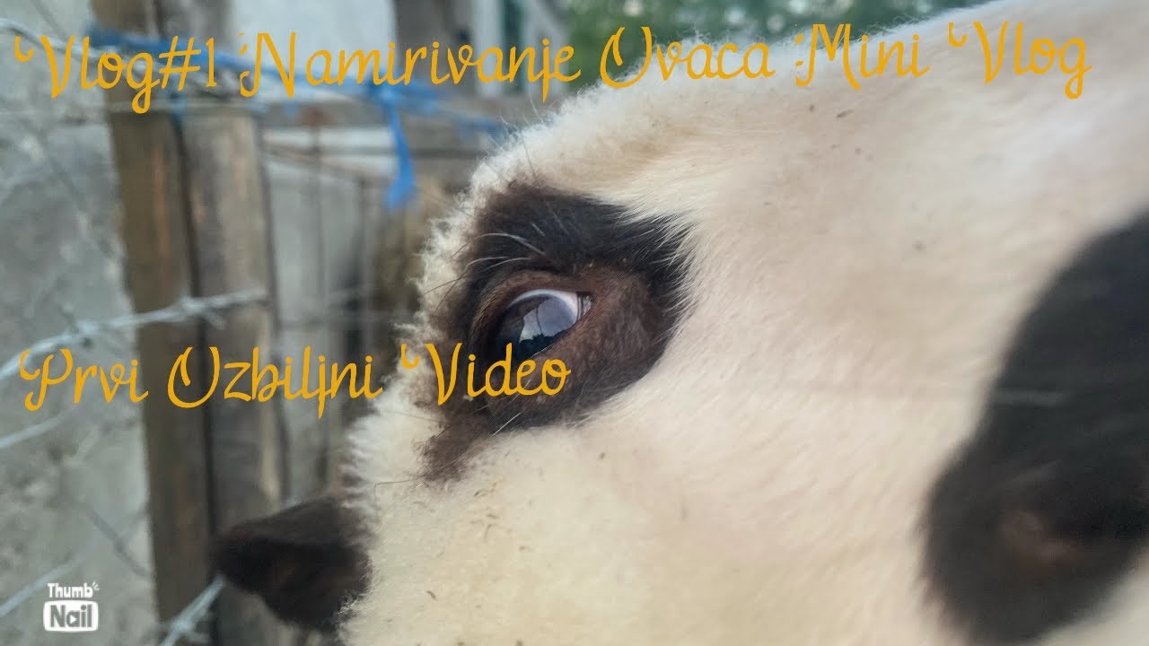 Mini vlog #1 namirivanje ovaca