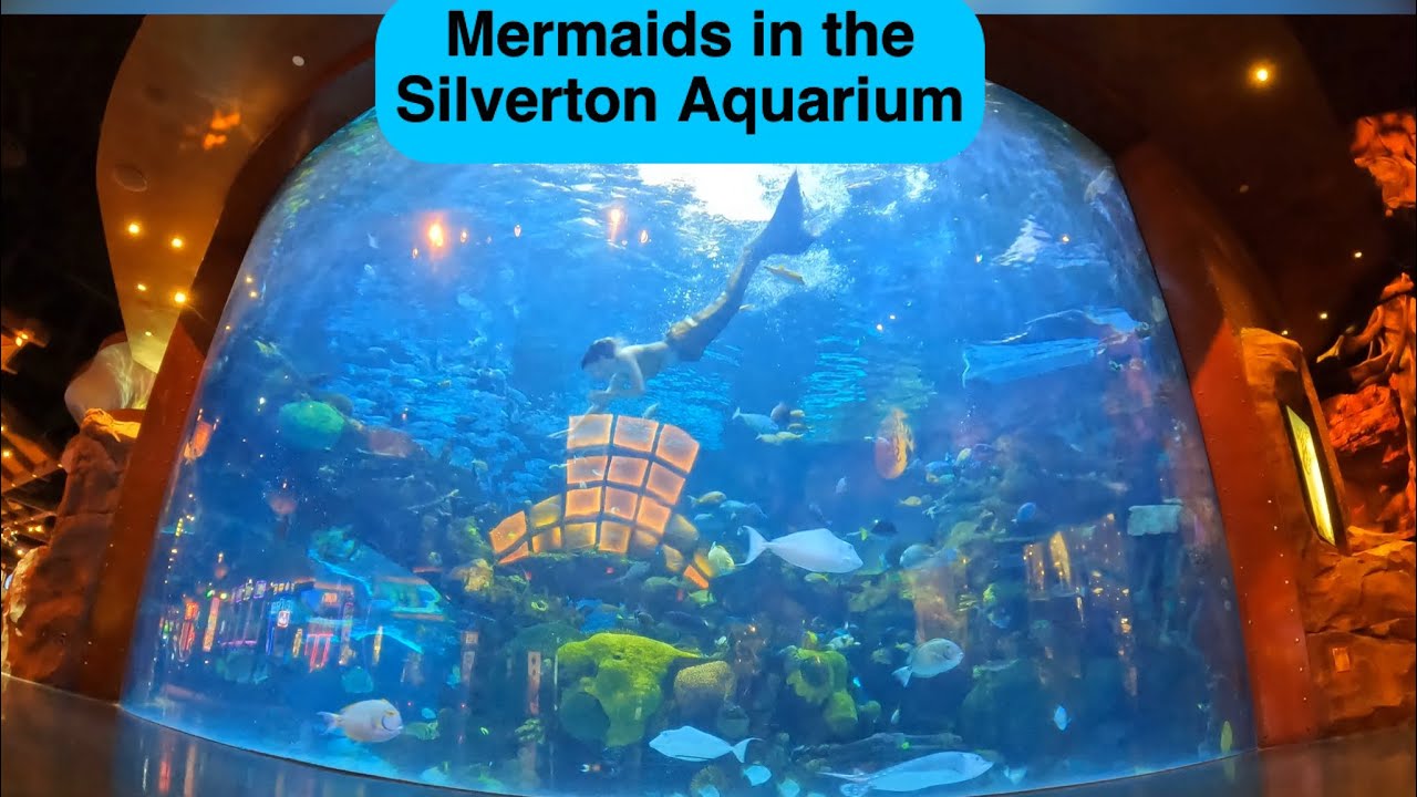 Haley mermaid and Mermaid Shannon in the Silverton Casino aquarium in Las Vegas full swim