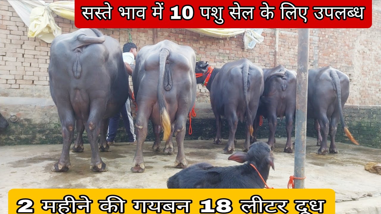 2 महीने की गयबन18 लीटर दूध की  बच्चा देने वाली मुर्रा नस्ल की झोटी 10 पशु   सेल के लिए उपलब्ध