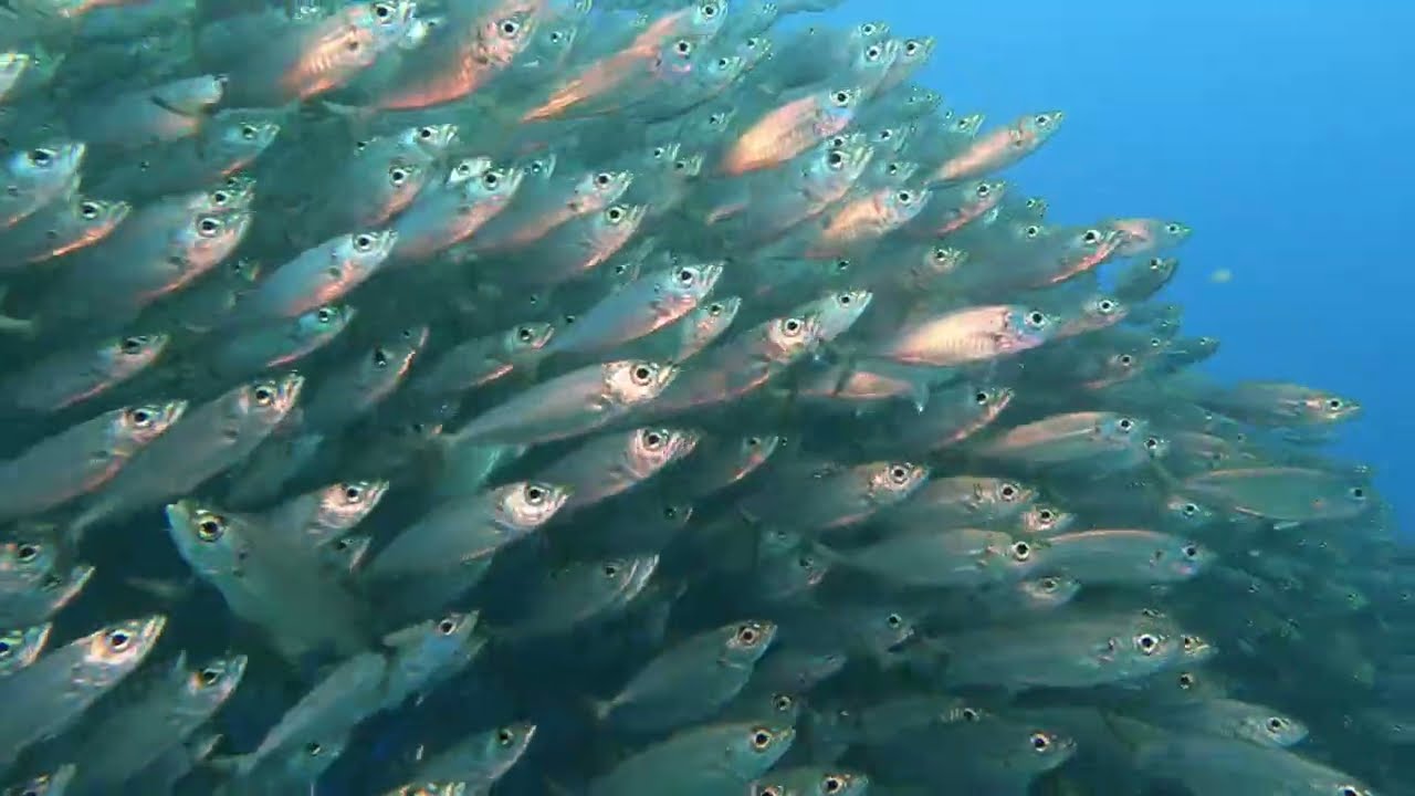 Huge Bait Ball - Bonaire, Dutch Caribbean