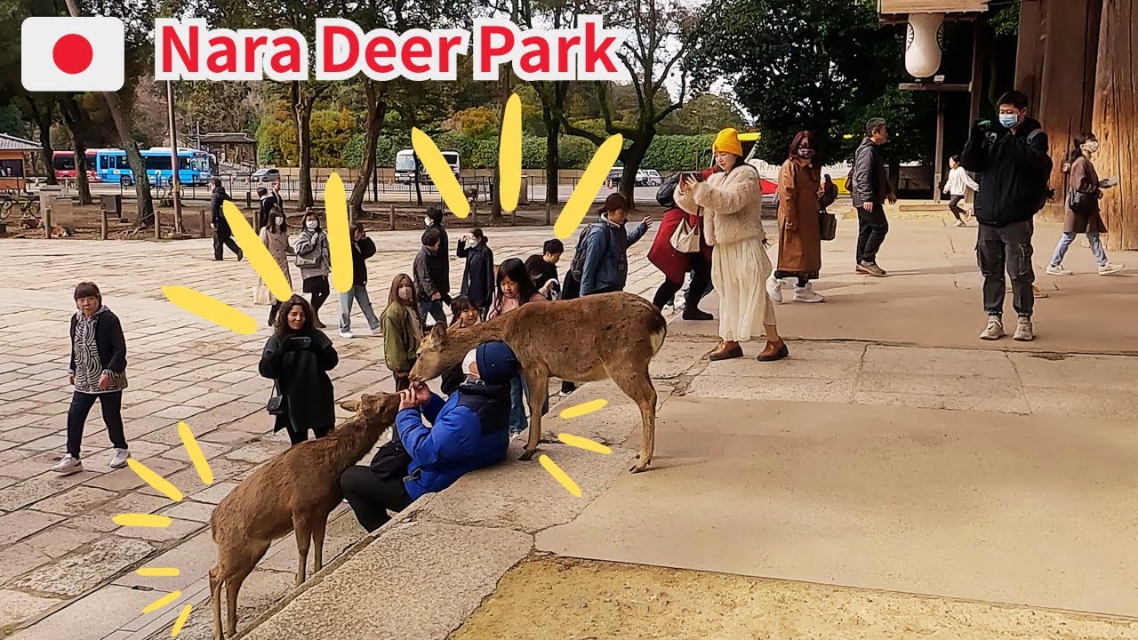 【奈良の鹿】全身で奈良の鹿とふれあう人 外国人観光客で混雑する奈良公園・東大寺 Nara Deer Park