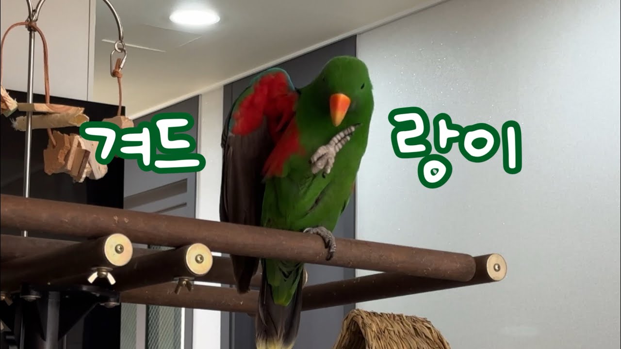 [지구/쫑알] 머리, 부리, 발 다 귀엽지만 역시 앵무새는!