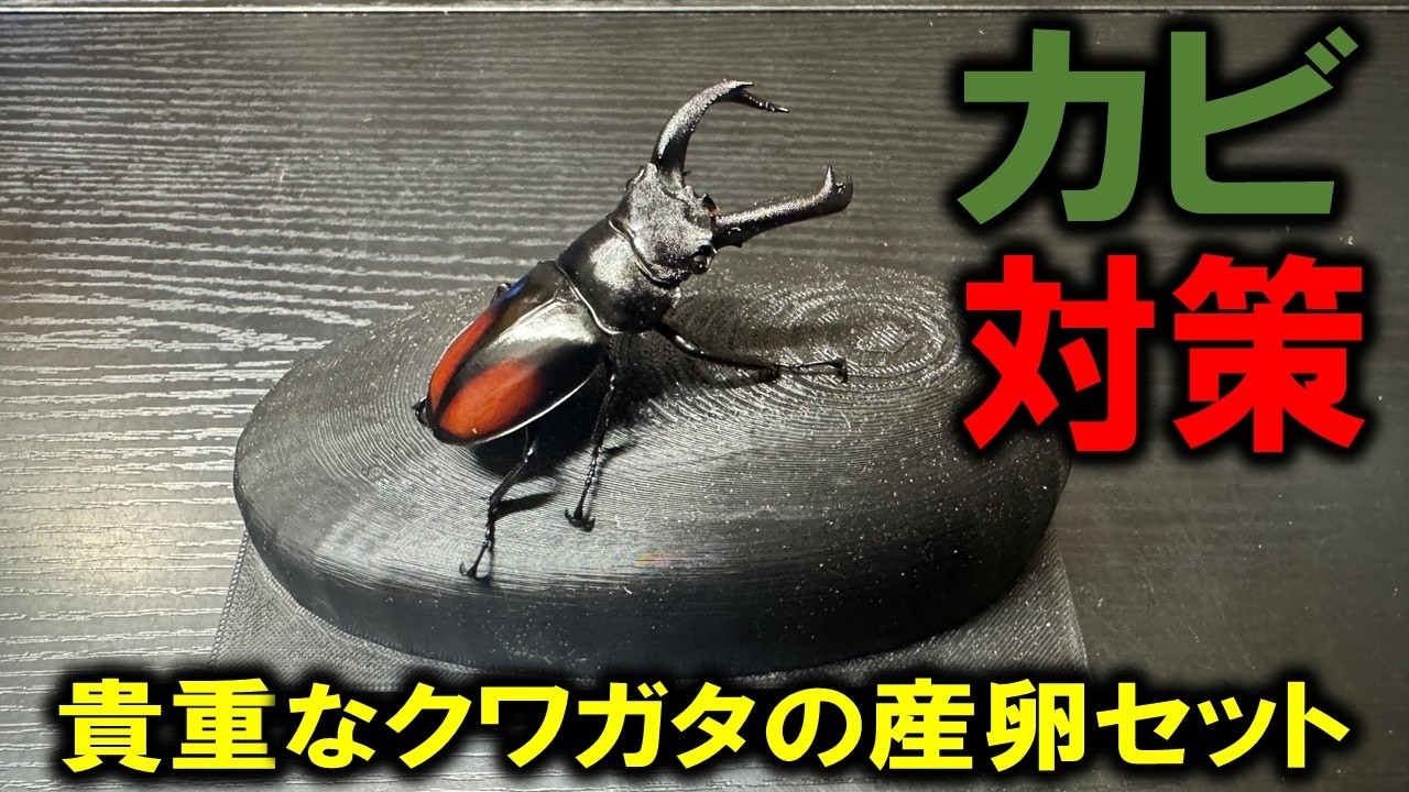 どう攻略する？レアなクワガタの産卵方法と転がし産卵でカビが生える問題の対策