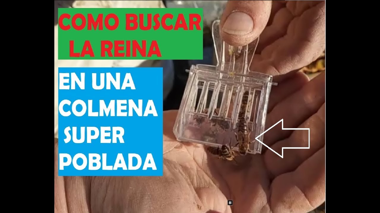COMO ENCONTRAR LA REINA, EN UNA COLMENA SUPER POBLADA
