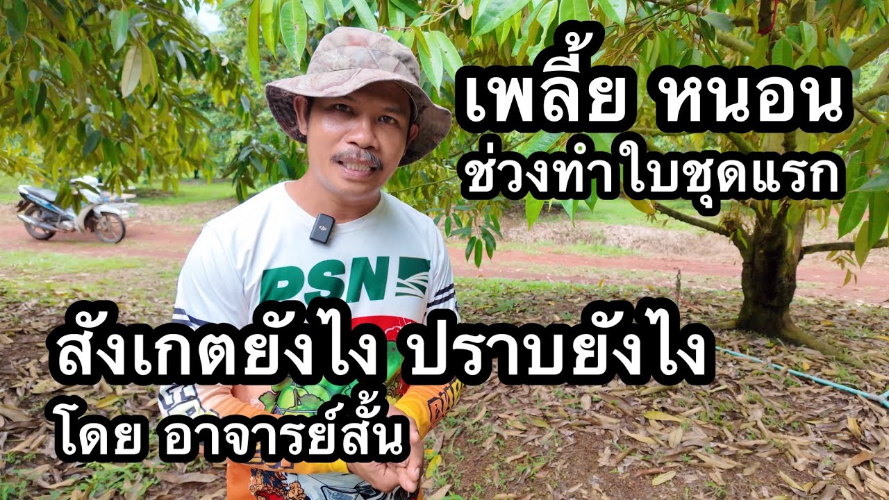 ใบชุดแรก เพลี้ย และ หนอน สังเกตจัดการดูแลอย่างไร ทำยังไงให้ใบสมบูรณ์ | อาจารย์สั้น