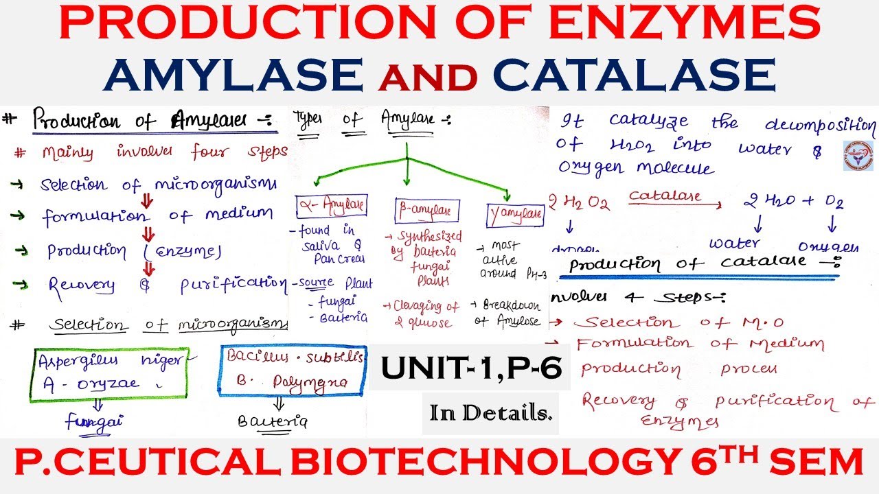 Production of Enzymes | Amylase and Catalase Production | application | biotechnology 6th sem U-1