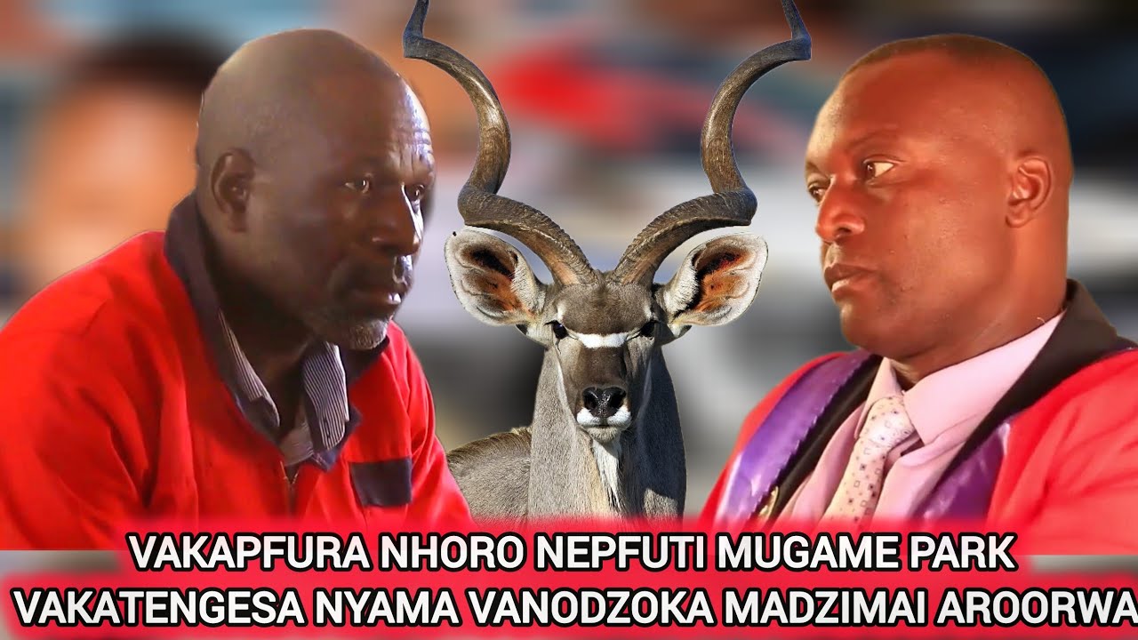CHIEF NYAMAROPA VARUME VAKABATWA VACHIROVA NHORO NEPFUTI MU PARKS VAKATENGESA NYAMA VOENDESWA KUJERI
