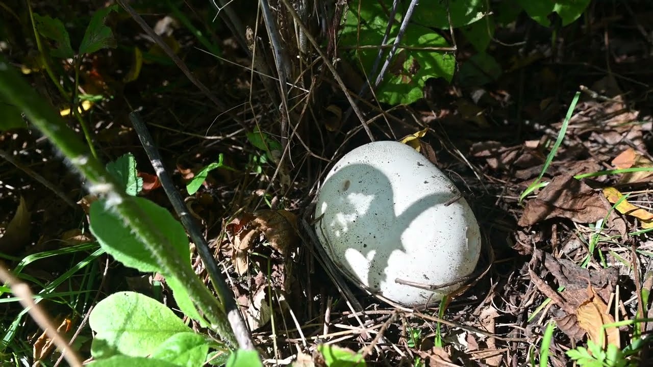 Calvatia gigantea, Coprinus comatus, Onoclea sensibilis, Parthenocissus inserta, Galium circaezans