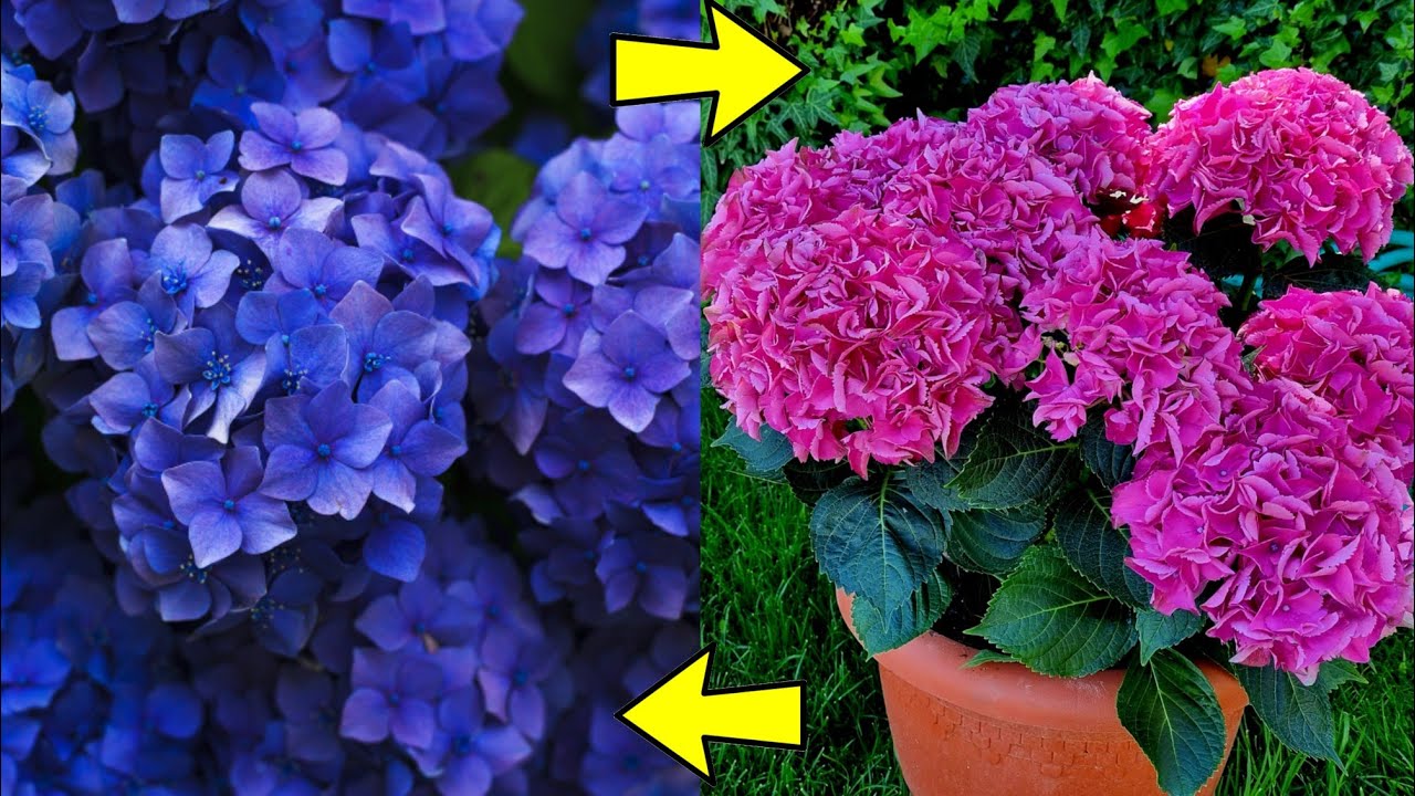 DESPUÉS de ver ESTO tu HORTENSIA nunca más se MORIRÁ! GUIA y CUIDADOS de la Hydrangea en Casa