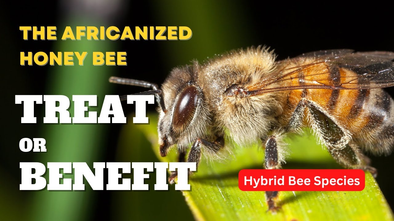 African Animals | The History and Impact of a Hybrid Bee Species: A Threat or a Benefit? Killer Bees