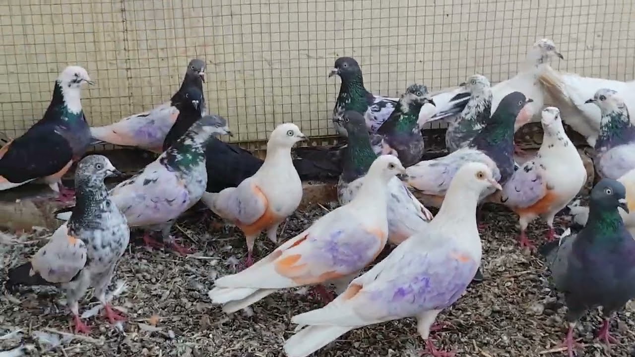 Allahabadi kabutar for sale high pressure pigeon for sale teddy ka makbra0border wale no.80816 75494