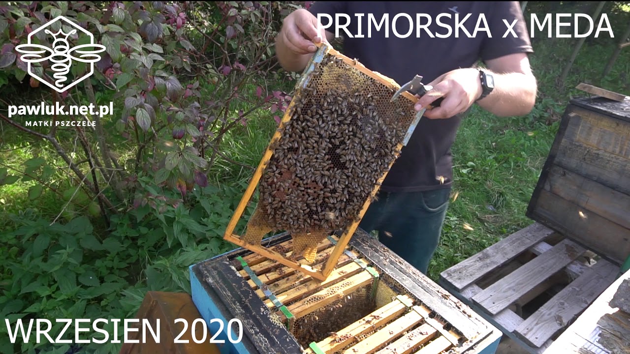 Matka pszczela Primorska x Meda .. matki pszczele Buckfast z pawluk.net.pl