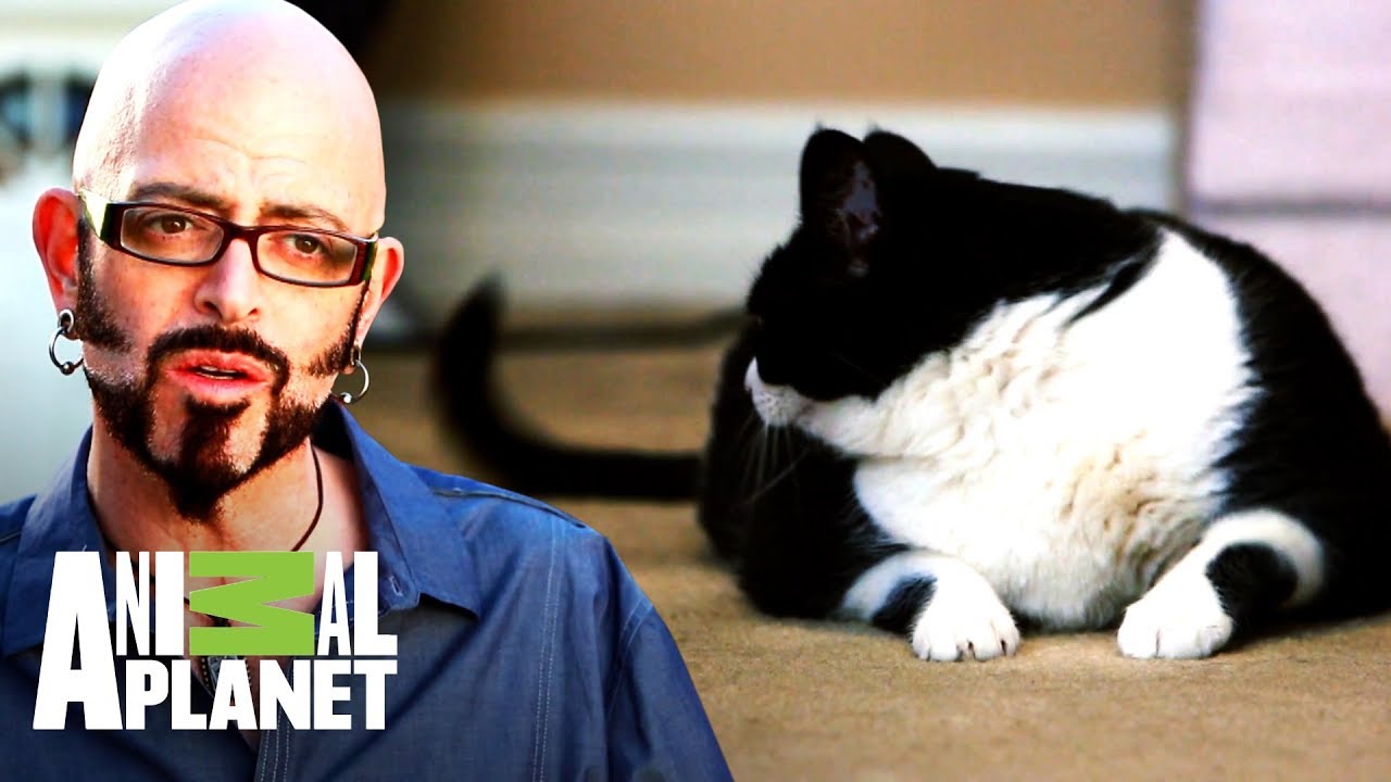 ¿Por qué el gato odia su cola? | Mi gato endemoniado | Animal Planet