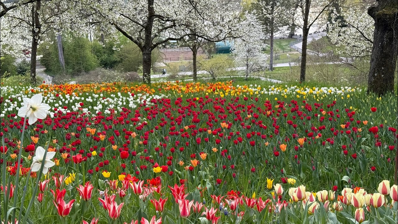 Tulip Farm in Germany | Day trip to tulip farm | Natural colors of Spring #tulips #germany #spring