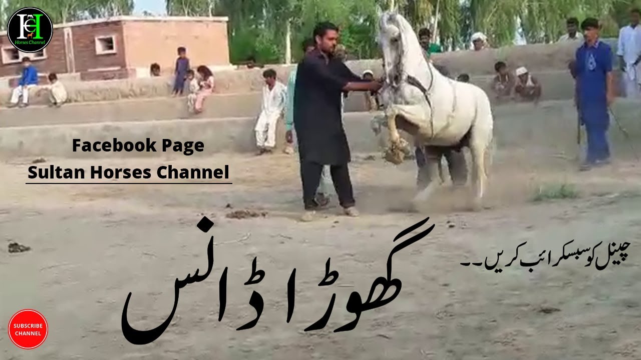 Horse Dance Practice | Horse Dance Training | Dhamal Chal Dance | Ghora Wah Ghora  | Nukra Horse |