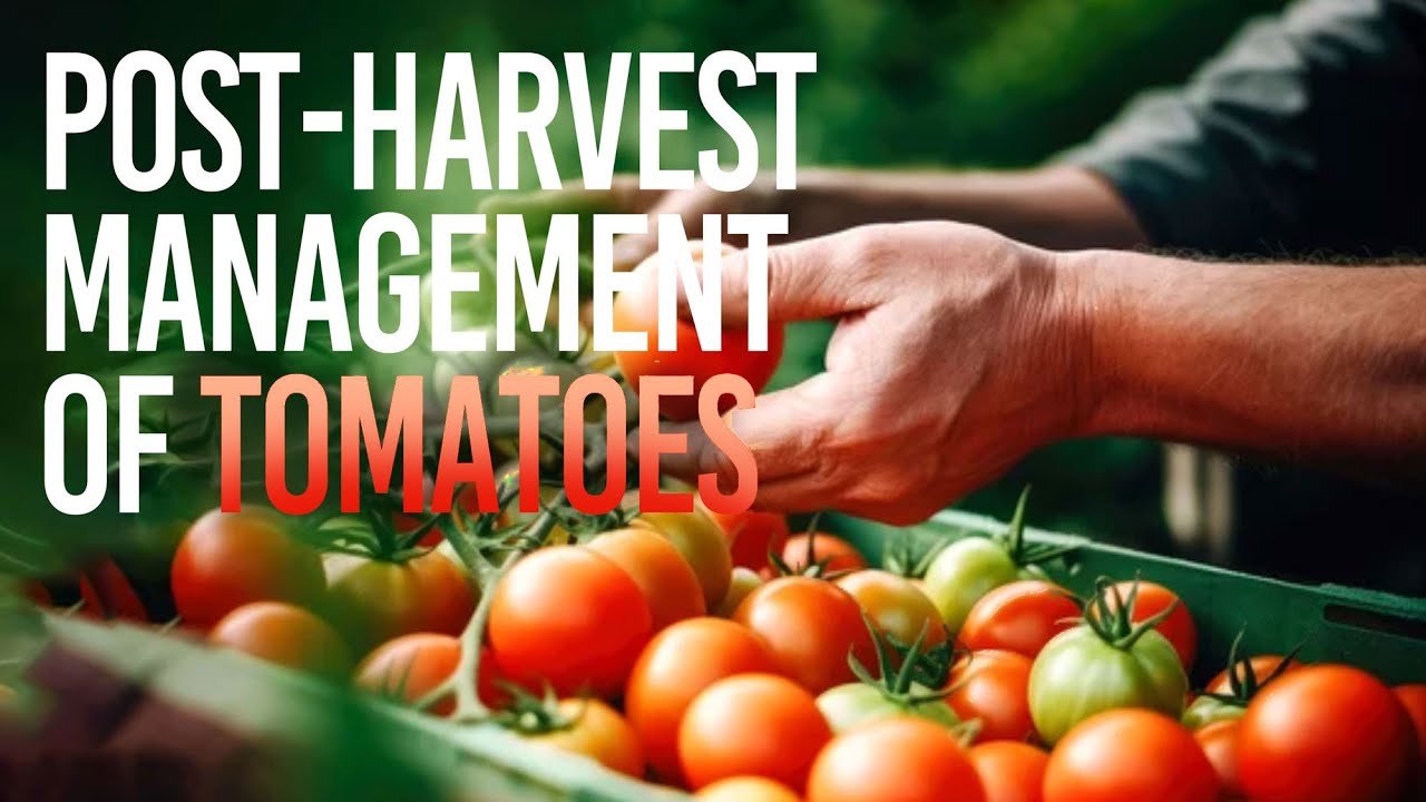 Post-Harvest Management of Tomato