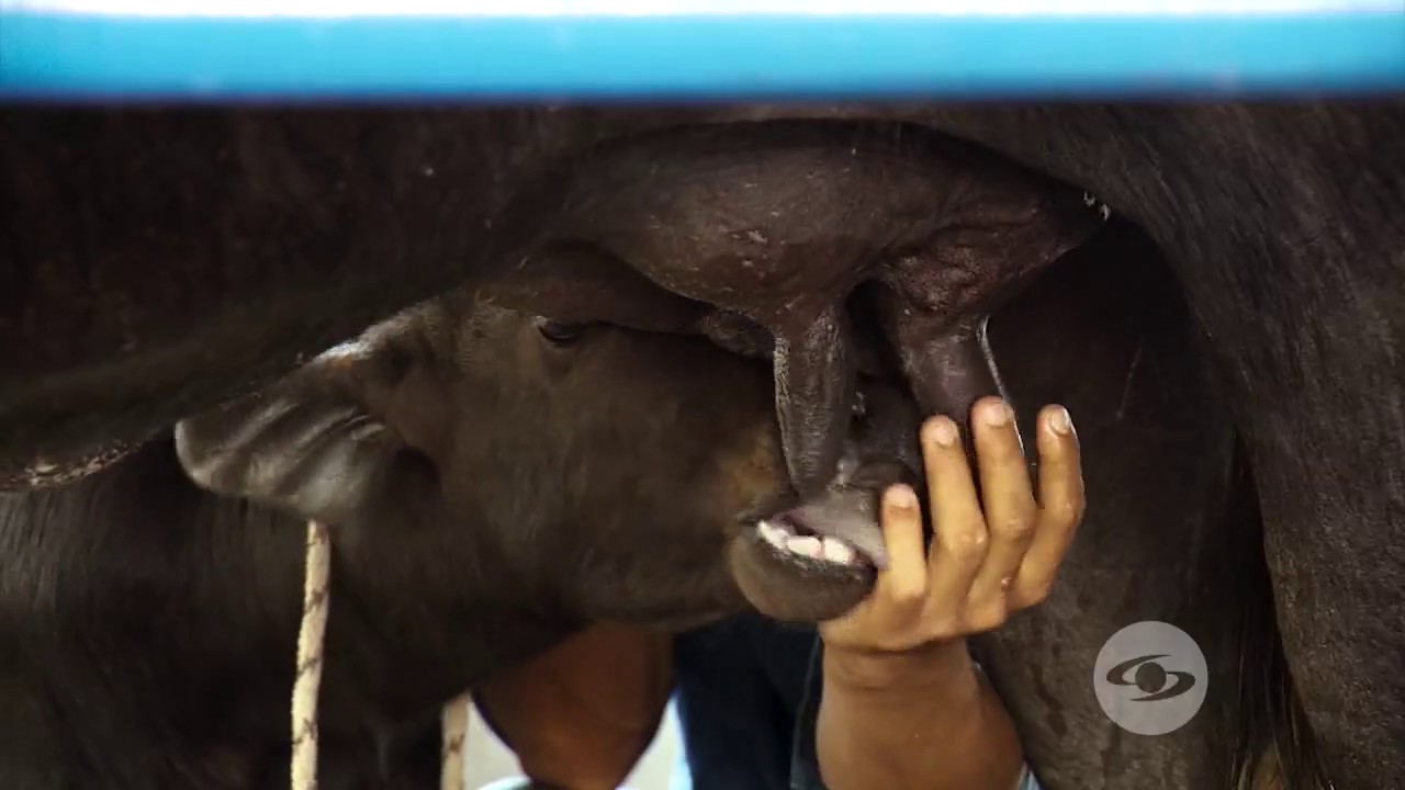 Protocolo de ordeño manual y calidades de la leche de búfala