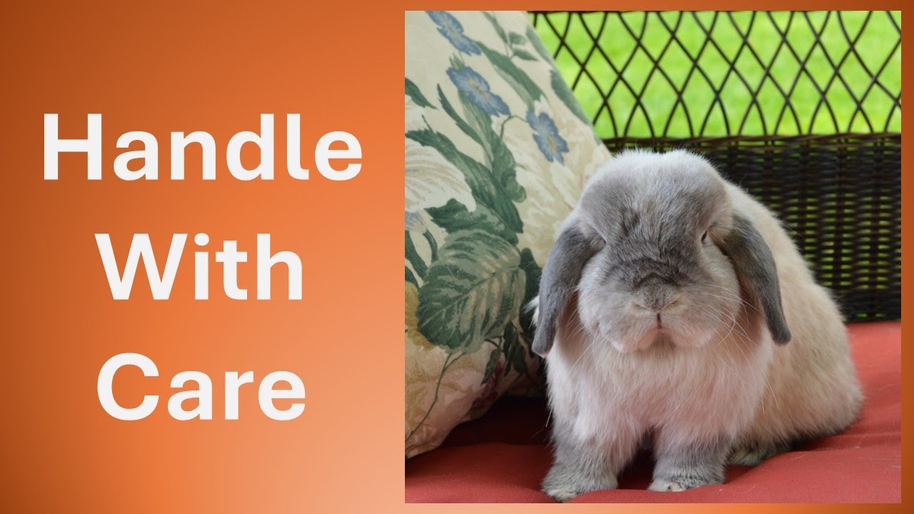 About Rabbits Part 3 - Safest way to handle your rabbit, Jana Brock's Bunny Talks