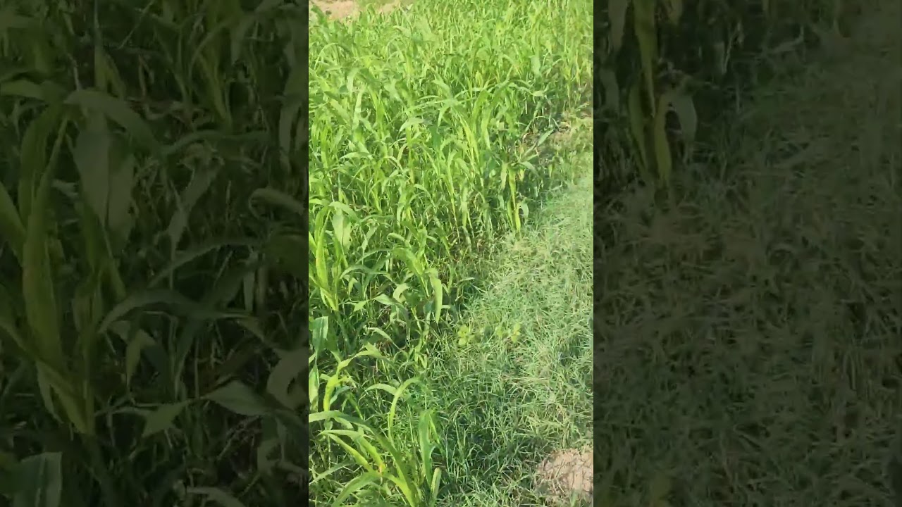 How to grow organic veg #organickheti #farming #organicproduce #organicfarmar #organicvegetables