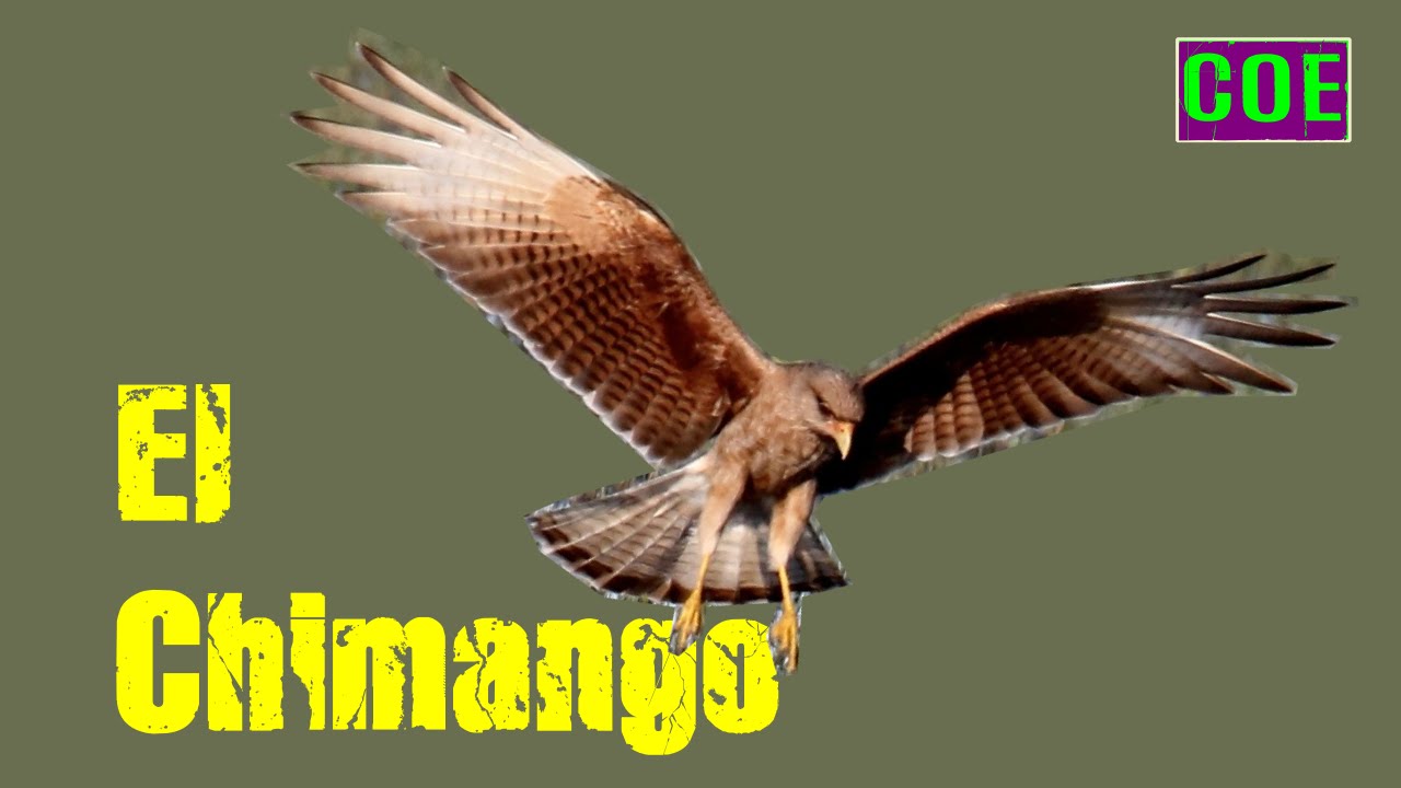 Texto expositivo | El Chimango