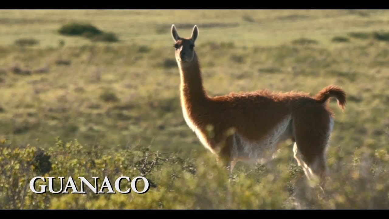 Guanaco | Nueva familia de billetes: Animales autóctonos de Argentina
