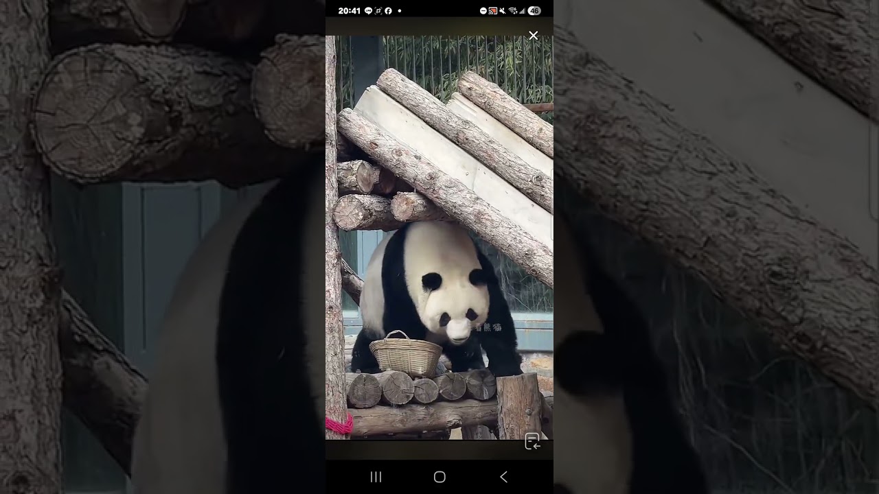 阿三看熊貓錄頻分享🐼 2月21號 小萌蘭大年初五日常活動時間 9點多出來寵粉