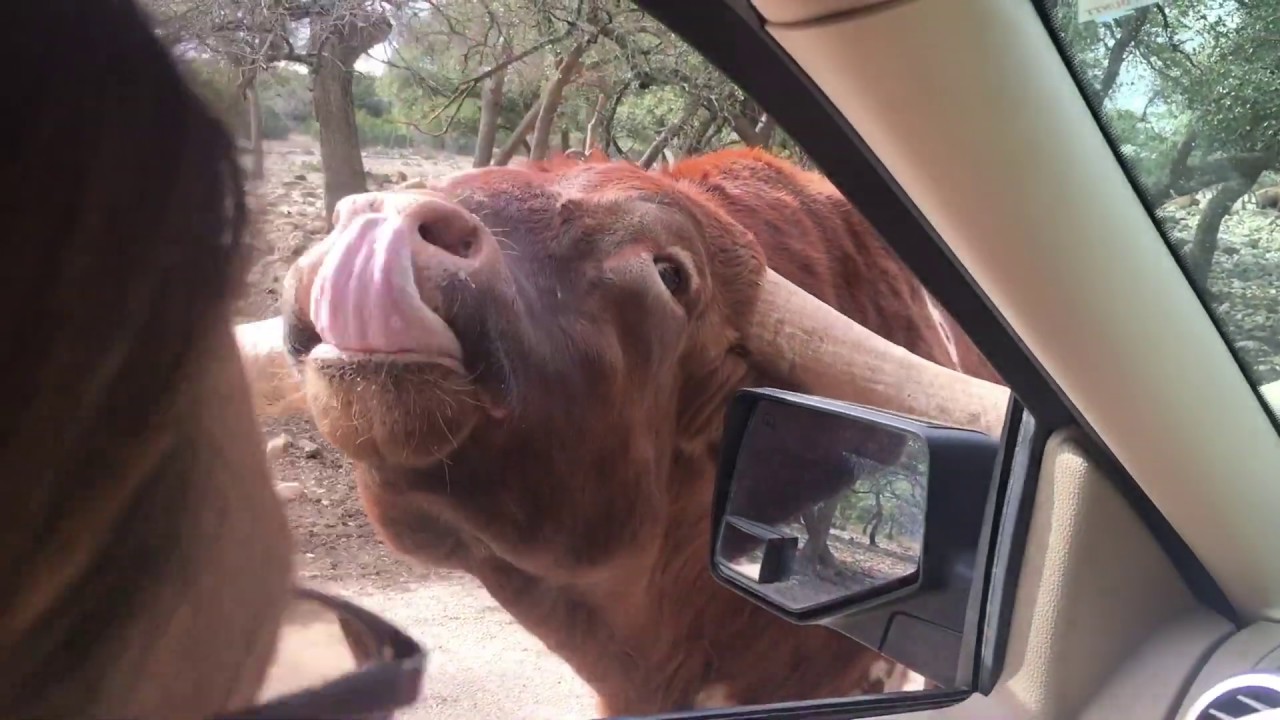 Natural Bridge wildlife ranch, San Antonio, Texas