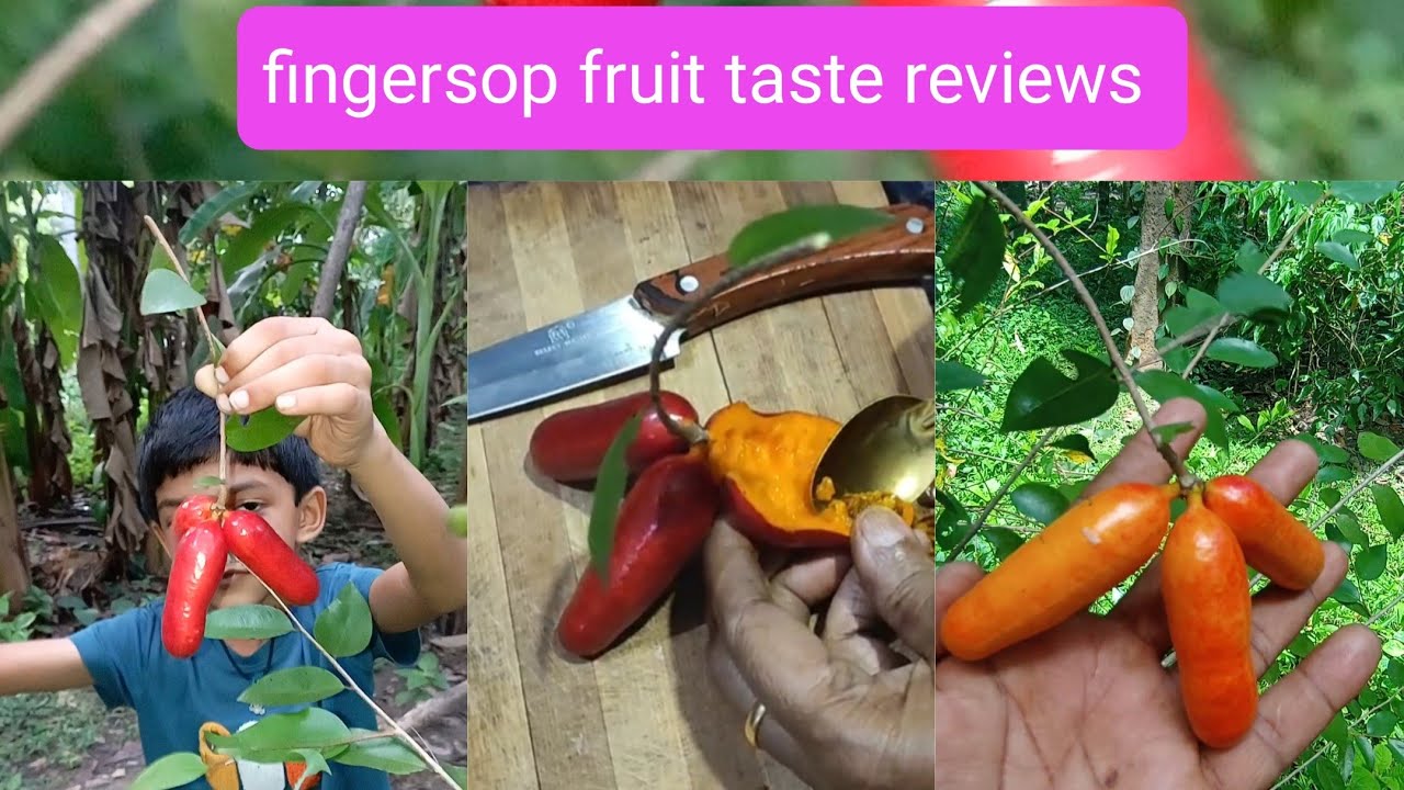 FINGERSOP FRUIT TASTE REVIEWS