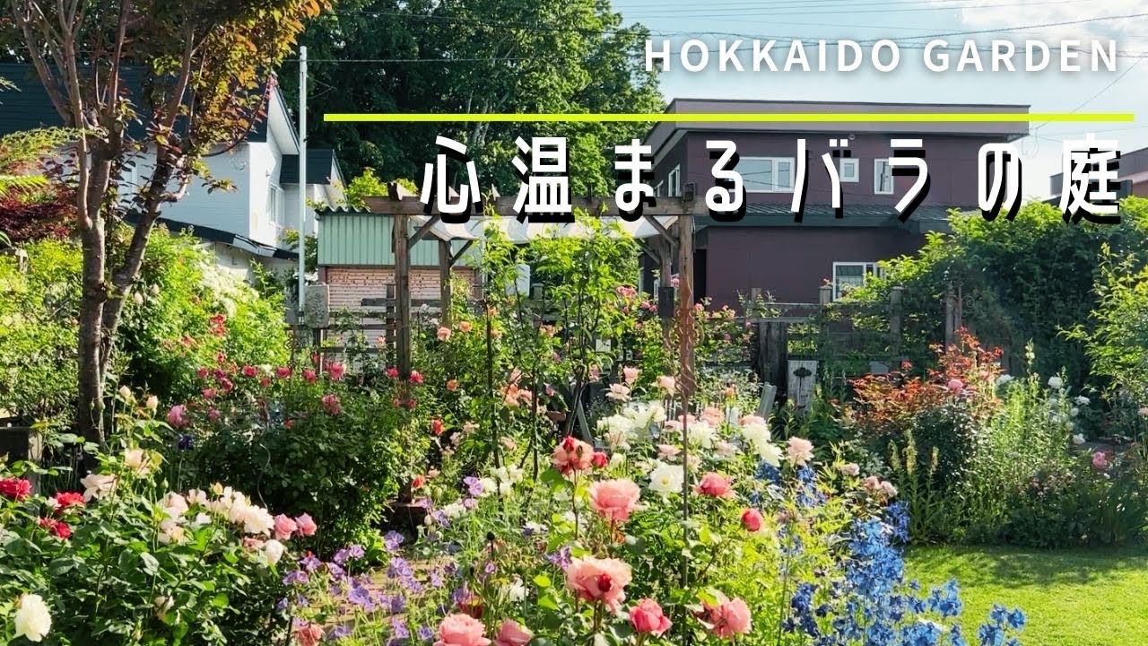 【個人庭】花友との止まらぬ庭談義。昔ながらのバラの活かし方が素晴らしい庭【ガーデニング】