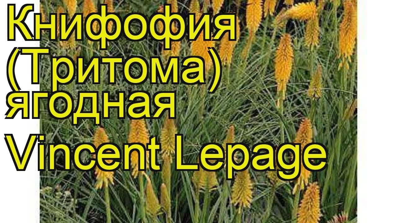 Книфофия ягодная Винсент Лепаж. Краткий обзор, описание kniphofia uvaria Vincent Lepage