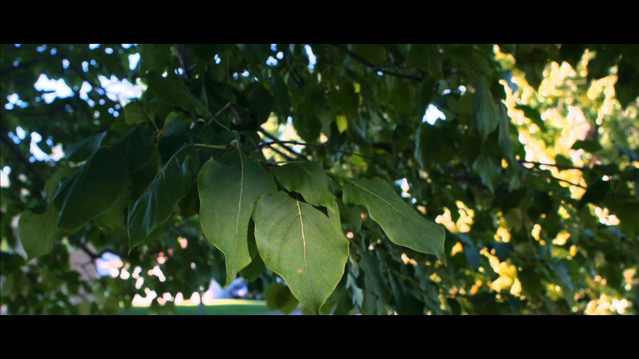 Hacked GH2 - Driftwood Cluster X: Moon Trial 7