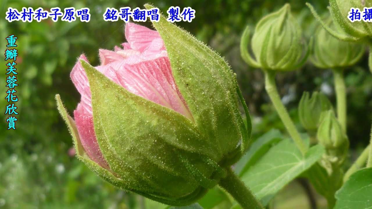帰ってこいよ(請妳回來吧)1980(日語~松村和子+翻譯)銘哥翻唱[台語版~重逢高雄港(江蕙)；醉夢人生(陳雷+謝婷婷)